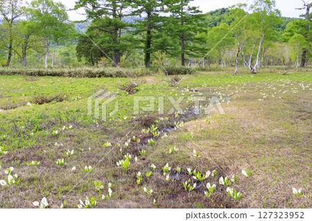 Early summer in Oze: Fresh greenery and blooming skunk cabbages from Yamanohana to Ryugu 127323952