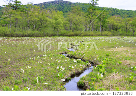 Early summer in Oze: Fresh greenery and blooming skunk cabbages from Yamanohana to Ryugu 127323953
