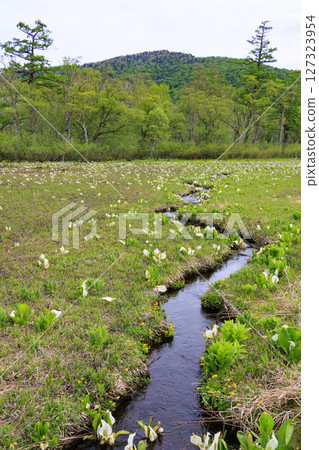 Early summer in Oze: Fresh greenery and blooming skunk cabbages from Yamanohana to Ryugu 127323954