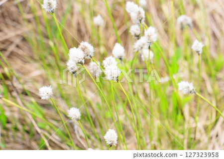 Early summer in Oze: Fresh greenery and blooming skunk cabbages from Yamanohana to Ryugu 127323958