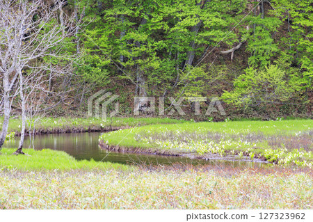 Early summer in Oze: Fresh greenery and blooming skunk cabbages from Yamanohana to Ryugu 127323962