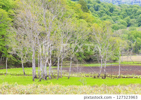 Early summer in Oze: Fresh greenery and blooming skunk cabbages from Yamanohana to Ryugu 127323963