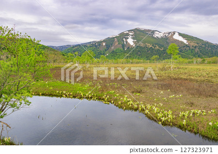 尾瀨初夏:從山花到龍宮,新綠盎然,臭菘盛開 尾瀨初夏:從山花到龍宮,新綠盎然,臭菘盛開 127323971