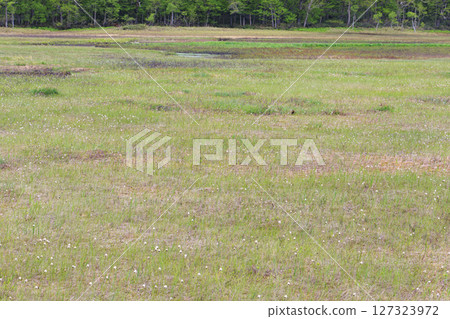 尾瀨初夏：從山花到龍宮，新綠盎然，臭菘盛開 127323972