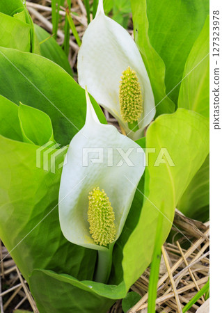 尾瀨初夏：從山花到龍宮，新綠盎然，臭菘盛開 127323978