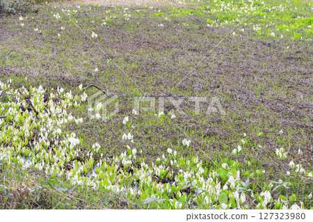 Early summer in Oze: Fresh greenery and blooming skunk cabbages from Yamanohana to Ryugu 127323980
