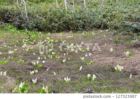 尾瀨初夏：從山花到龍宮，新綠盎然，臭菘盛開 127323987