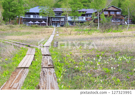 Early summer in Oze: Fresh greenery and blooming skunk cabbages from Yamanohana to Ryugu Early summer in Oze: Fresh greenery and blooming skunk cabbages from Yamanohana to Ryugu 127323991