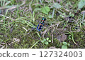 Colorful insect: Okinawa Tiger Beetle 127324003