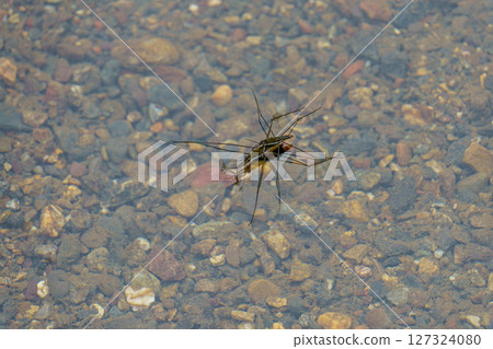 水黽在清澈的溪流中交配 127324080