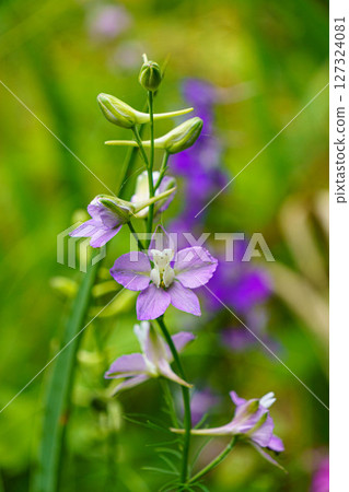 春天田野裡盛開的紫色補血草 127324081