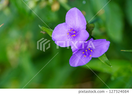 Murasaki Yukusa在領域開花 127324084