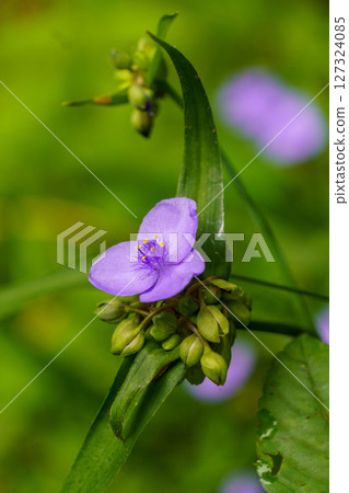 Murasaki Yukusa在領域開花 127324085