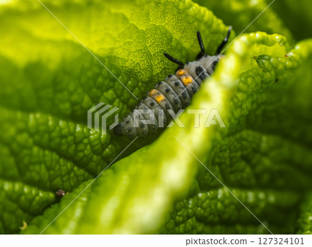 Close-Up of Ladybug Larva on Bright Green Plant Leaf in Nature 127324101