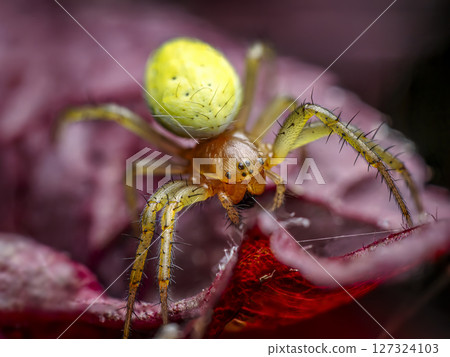 Close-Up Cucumber green On Vibrant Red Leaf Background 127324103