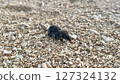 Watase's ground mouse walking on the sandy beach 127324132