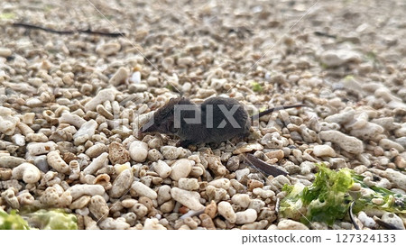 Watase's rat Watase's rat 127324133