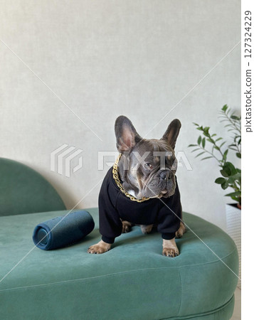 A fashionable French bulldog poses confidently on a green couch, adorned in a black outfit with a gold chain, surrounded by indoor plants A fashionable French bulldog poses confidently on a green couch, adorned in a black outfit with a gold chain, surrounded by indoor plants 127324229