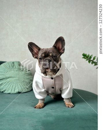 A french bulldog wearing a white hoodie stands confidently on a teal sofa, surrounded by cozy cushions and greenery 127324230