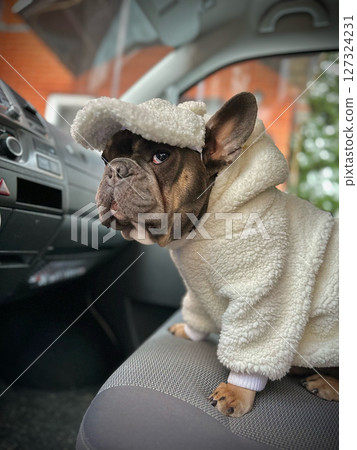 A fashionable dog wearing a fluffy hoodie and hat relaxes in the passenger seat of a car, showcasing its cozy winter attire A fashionable dog wearing a fluffy hoodie and hat relaxes in the passenger seat of a car, showcasing its cozy winter attire 127324231