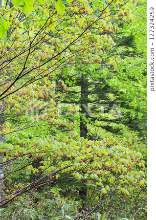 Early summer in Oze: Skunk cabbage in full bloom, Numajiri - Shirasuna Pass - Miharashi 127324259