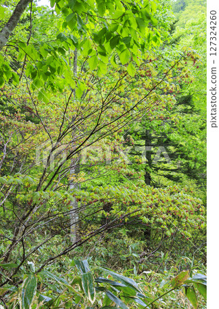 尾瀨初夏：臭菘盛開、沼嫵～白砂峠～三晴 127324260