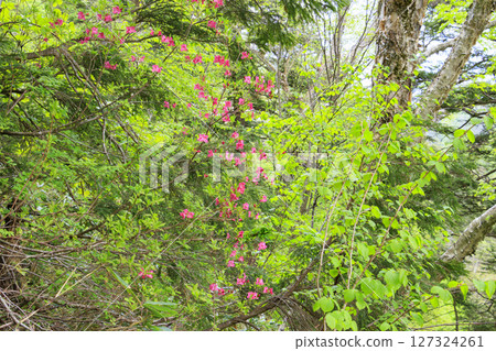 尾瀨初夏：臭菘盛開、沼嫵～白砂峠～三晴 127324261