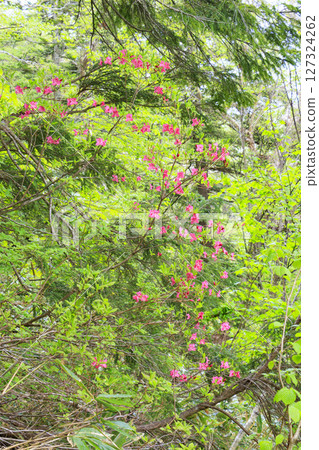 尾瀨初夏：臭菘盛開、沼嫵～白砂峠～三晴 127324262