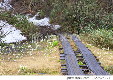 Early summer in Oze: Skunk cabbage in full bloom, Numajiri - Shirasuna Pass - Miharashi Early summer in Oze: Skunk cabbage in full bloom, Numajiri - Shirasuna Pass - Miharashi 127324274
