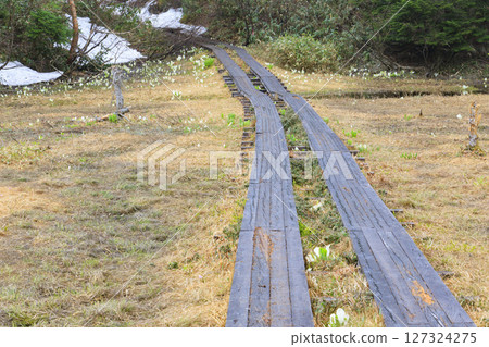 尾瀨初夏：臭菘盛開、沼嫵～白砂峠～三晴 127324275