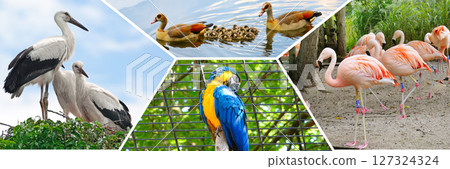 Birds in aviaries and the city mini zoo. Collage. Mosaic pattern. 127324324