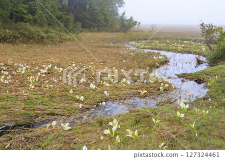 尾瀨的初夏：盛開的臭菘、大江沼至尾瀨湖 127324461
