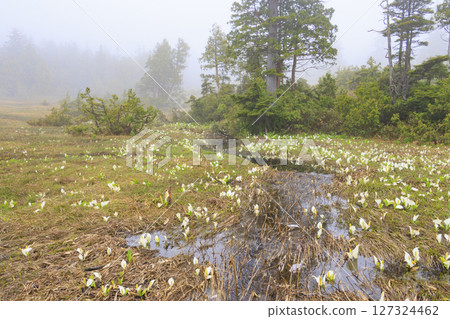 尾瀨的初夏：盛開的臭菘、大江沼至尾瀨湖 127324462