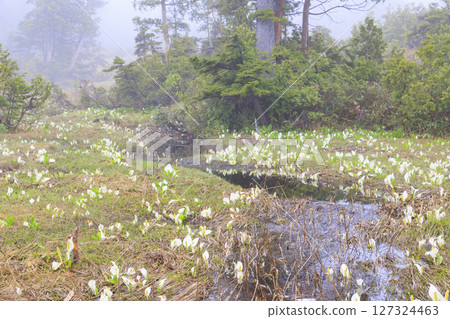 尾瀨的初夏：盛開的臭菘、大江沼至尾瀨湖 127324463