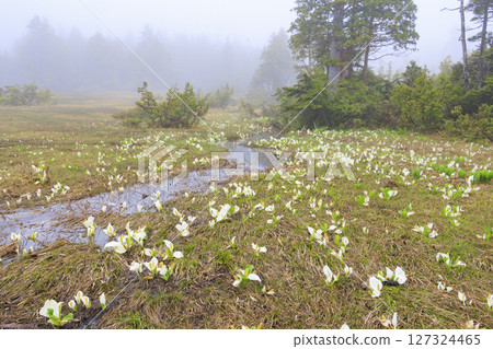 尾瀨的初夏：盛開的臭菘、大江沼至尾瀨湖 127324465