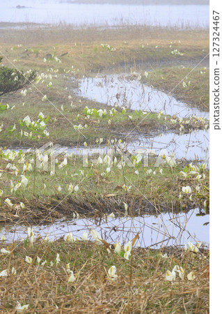 尾瀨的初夏:盛開的臭菘、大江沼至尾瀨湖 尾瀨的初夏:盛開的臭菘、大江沼至尾瀨湖 127324467