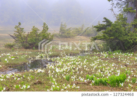 Early summer in Oze: Skunk cabbage in full bloom, Oe Marshland to Oze Lake 127324468