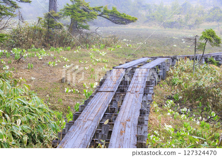尾瀨的初夏：盛開的臭菘、大江沼至尾瀨湖 127324470
