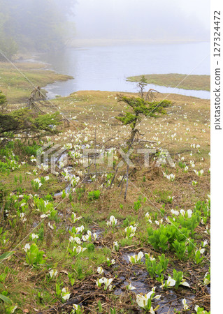 尾瀨的初夏:盛開的臭菘、大江沼至尾瀨湖 尾瀨的初夏:盛開的臭菘、大江沼至尾瀨湖 127324472