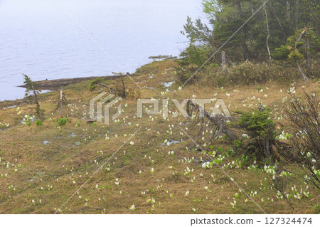 尾瀨的初夏：盛開的臭菘、大江沼至尾瀨湖 127324474
