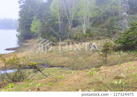 尾瀨的初夏:盛開的臭菘、大江沼至尾瀨湖 尾瀨的初夏:盛開的臭菘、大江沼至尾瀨湖 127324475