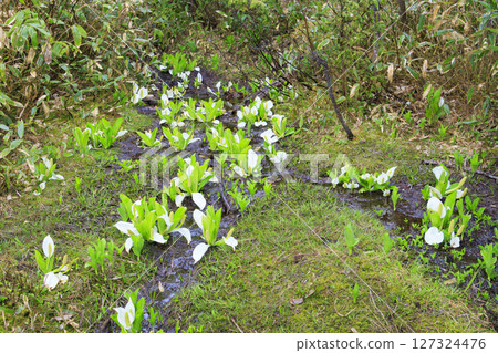 尾瀨的初夏：盛開的臭菘、大江沼至尾瀨湖 127324476