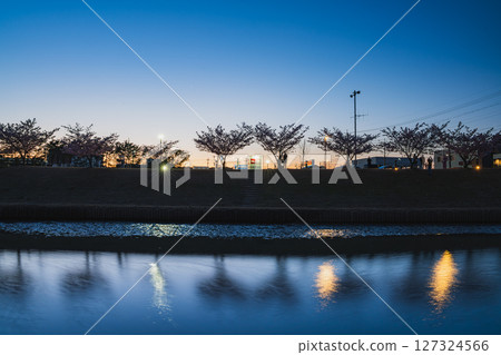 磐田市今浦公園的河津櫻花（靜岡縣） 127324566