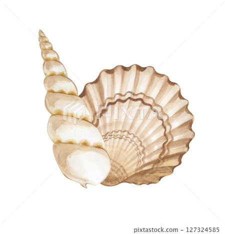 A pair of hand-painted watercolor seashells. An illustration of beige and brown shells, isolated on a white background. A clipart for different marine designs. A pair of hand-painted watercolor seashells. An illustration of beige and brown shells, isolated on a white background. A clipart for different marine designs. 127324585