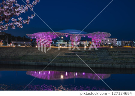 Kawazu cherry blossoms at Imanoura Park in Iwata City (Shizuoka Prefecture) 127324694