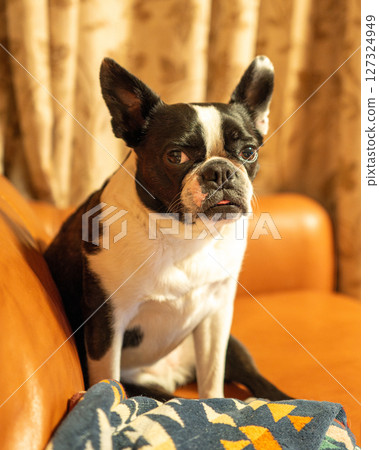 Boston Terrier relaxing on the sofa 127324949