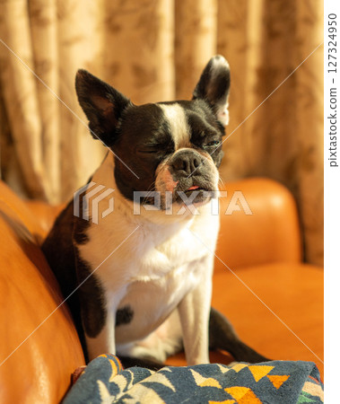 Boston Terrier relaxing on the sofa Boston Terrier relaxing on the sofa 127324950