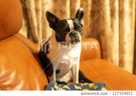 Boston Terrier relaxing on the sofa 127324951