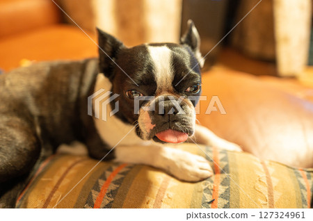 波士頓梗在沙發上放鬆 127324961
