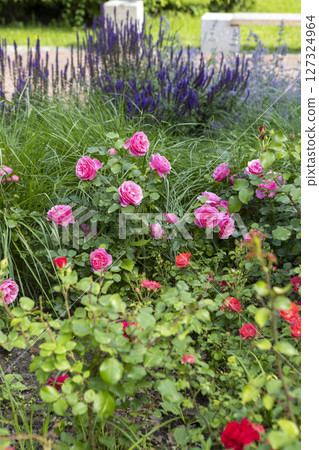Vibrant Red Roses Blooming Beautifully in a Lush, Colorful Garden of Abundant Flora 127324964